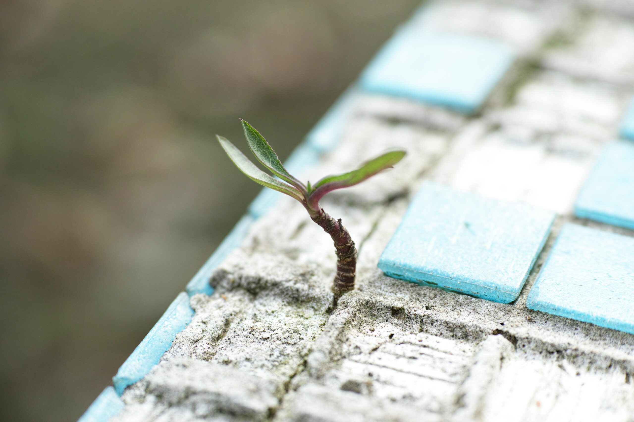 A sprout pushes through worn blue cement tiles, symbolizing resilience and new life.